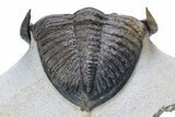 Zlichovaspis Trilobite - Atchana, Morocco #243628-4